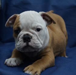 Click sobre la imagen para ampliarla