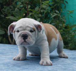 Click sobre la imagen para ampliarla