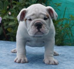 Click sobre la imagen para ampliarla