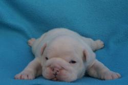 Click sobre la imagen para ampliarla