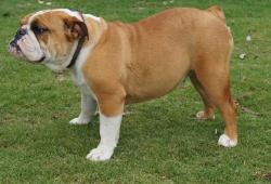 Click sobre la imagen para ampliarla