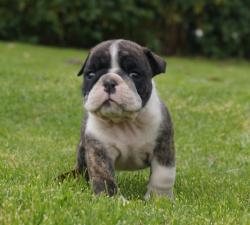 Cachorros de raza Bulldog Ingles para la venta del criadero Nutibara Bulldogs -Pet shop Special Dogs 

            


            