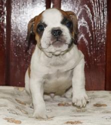 Click sobre la imagen para ampliarla