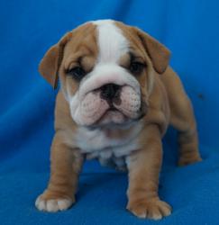 Cachorros de raza Bulldog Ingles para la venta del criadero Nutibara Bulldogs -Pet shop Special Dogs 


            


            
