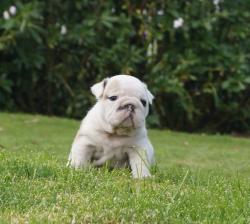 Click sobre la imagen para ampliarla