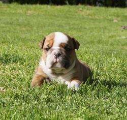 Cachorros de raza Bulldog Ingles para la venta del criadero Nutibara Bulldogs -Pet shop Special Dogs 

            


            