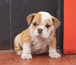 Cachorros de raza Bulldog Ingles para la venta del criadero Nutibara Bulldogs -Pet shop Special Dogs 

            


            


            


            