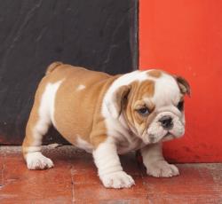 Cachorros de raza Bulldog Ingles para la venta del criadero Nutibara Bulldogs -Pet shop Special Dogs 


            


            