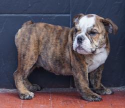             
Cachorros de raza Bulldog Ingles para la venta del criadero Nutibara Bulldogs -Pet shop Special Dogs

            


            


            