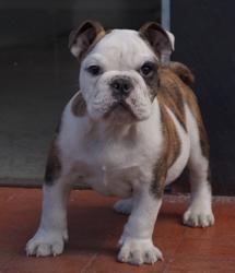 Cachorros de raza Bulldog Ingles para la venta del criadero Nutibara Bulldogs -Pet shop Special Dogs 


            


            