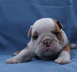Cachorros de raza Bulldog Ingles para la venta del criadero Nutibara Bulldogs -Pet shop Special Dogs 


            


            