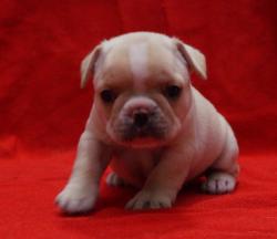 Cachorros de raza Bulldog frances para la venta del criadero Nutibara Bulldogs -Pet shop Special Dogs 

            


            