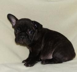 Cachorros de raza Bulldog Ingles para la venta del criadero Nutibara Bulldogs -Pet shop Special Dogs 


            


            