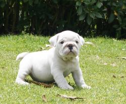 Cachorros de raza Bulldog Ingles para la venta del criadero Nutibara Bulldogs -Pet shop Special Dogs 


            


            