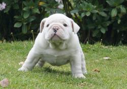 Cachorros de raza Bulldog Ingles para la venta del criadero Nutibara Bulldogs -Pet shop Special Dogs 


            


            