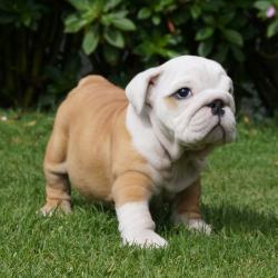             Cachorros de raza Bulldog Ingles para la venta del criadero Nutibara Bulldogs -Pet shop Special Dogs 


            


            


            