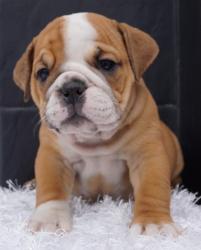 Cachorros de raza Bulldog Ingles para la venta del criadero Nutibara Bulldogs -Pet shop Special Dogs 


            


            