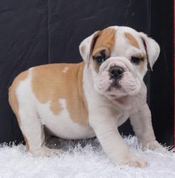 Cachorros de raza Bulldog Ingles para la venta del criadero Nutibara Bulldogs -Pet shop Special Dogs 


            


            