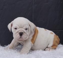 Cachorros de raza Bulldog Ingles para la venta del criadero Nutibara Bulldogs -Pet shop Special Dogs 

            


            