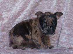 Click sobre la imagen para ampliarla