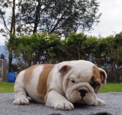 Click sobre la imagen para ampliarla