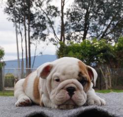 Click sobre la imagen para ampliarla