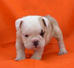 Click sobre la imagen para ampliarla