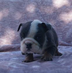 Click sobre la imagen para ampliarla