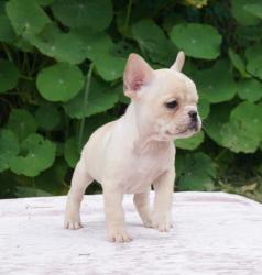 Click sobre la imagen para ampliarla