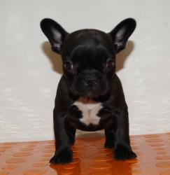 Click sobre la imagen para ampliarla