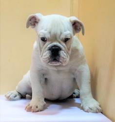             
vendo mi bulldog cachorro solo en nutibarabulldogs 

            