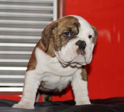 Click sobre la imagen para ampliarla