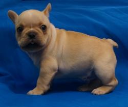 Click sobre la imagen para ampliarla