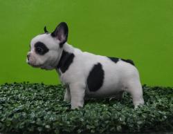 Click sobre la imagen para ampliarla