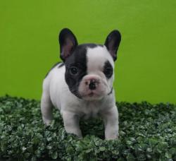 Click sobre la imagen para ampliarla