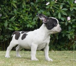 Click sobre la imagen para ampliarla