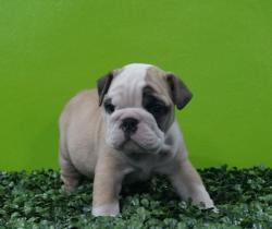 Click sobre la imagen para ampliarla