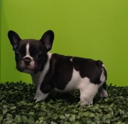 Click sobre la imagen para ampliarla