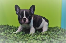 Click sobre la imagen para ampliarla