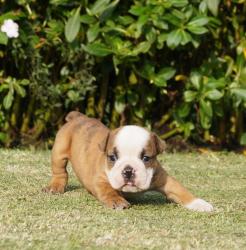 Click sobre la imagen para ampliarla