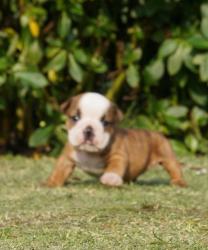 Click sobre la imagen para ampliarla