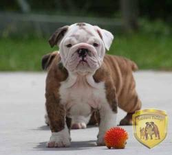 Click sobre la imagen para ampliarla