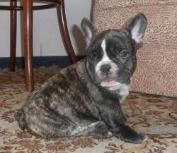 CACHORRO BULLDOG FRANCES DE NUTIBARA


            


            