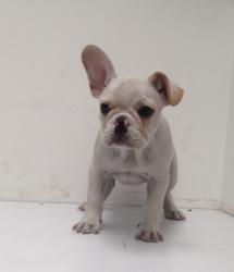 Click sobre la imagen para ampliarla