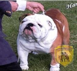 bulldog