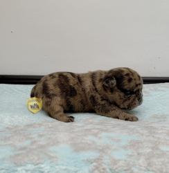 Click sobre la imagen para ampliarla