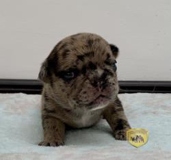 Click sobre la imagen para ampliarla