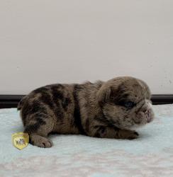 Click sobre la imagen para ampliarla