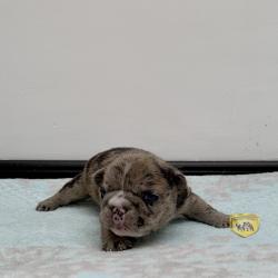 Click sobre la imagen para ampliarla