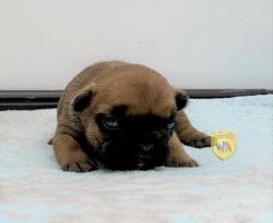 Click sobre la imagen para ampliarla